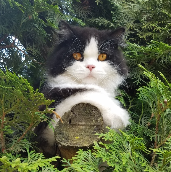 Meet your Posher, Lori - Picture 4 of 4